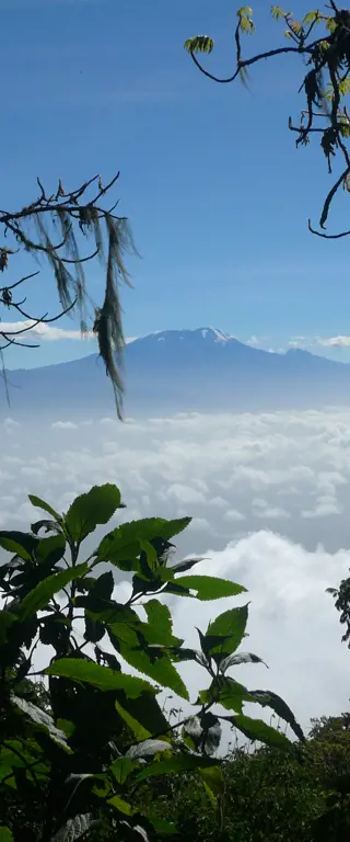 Den Kilimanjaro besteigen